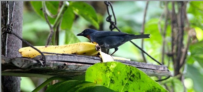 Martha Brae Bamboo Trelawny Jamaica