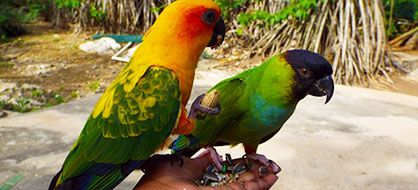 Mystic Mountain Rainforest Bobsled Ride